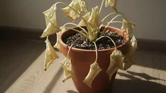 10 oväntade orsaker till varför dina växter dör trots att du sköter om dem